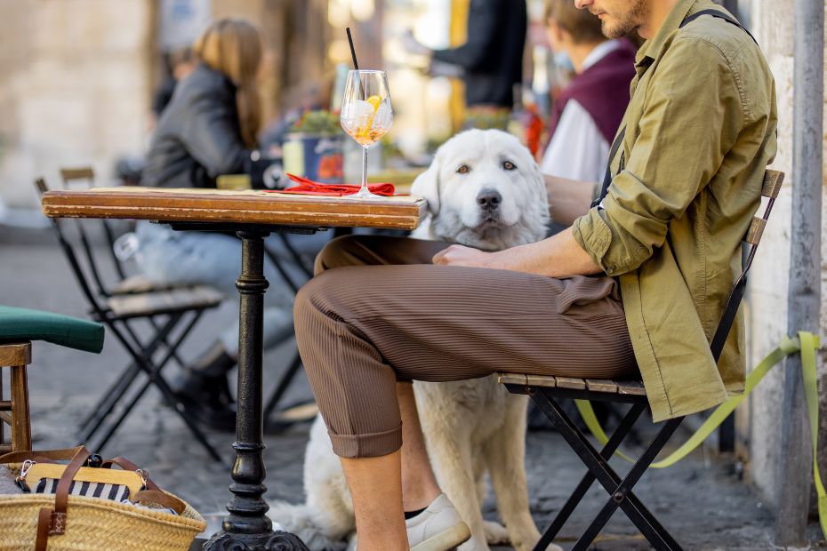 Comer con perro en Madrid