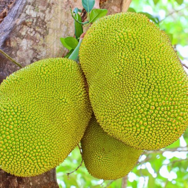 Jackfruit: ¿Qué es y cómo puedes incluirlo en tu alimentación?