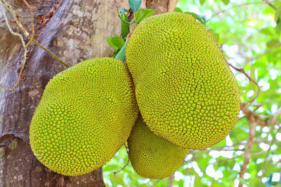 Fruta de jackfruit o yaca como sustituto de la carne